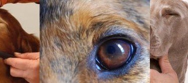 Köpeklerde Ağız, Göz ve Kulak Hastalıkları