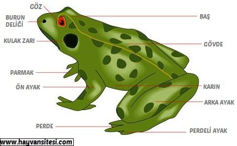 Kurbağa Anatomi