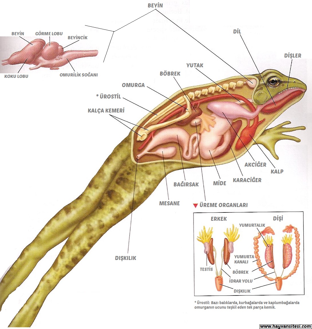 Kurbağa Anatomisi