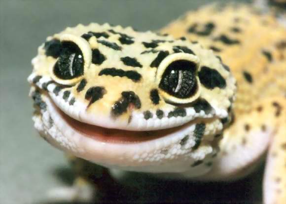Leopard Gecko Bakımı