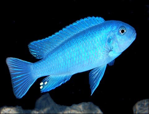 Mavi Prenses Ciklet Balığı
