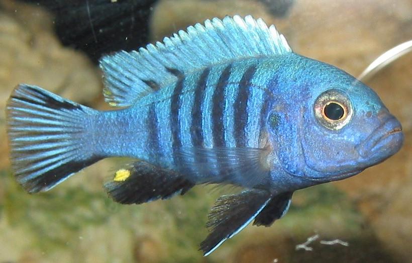 Mavi Zebra Ciklet Balığı