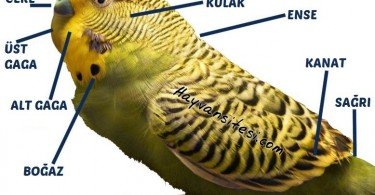 Muhabbet Kuşu Anatomisi