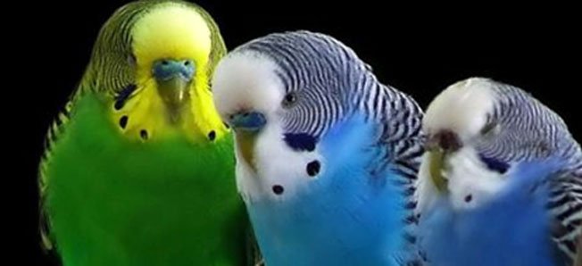Muhabbet Kuşları Konuşma Eğitimi