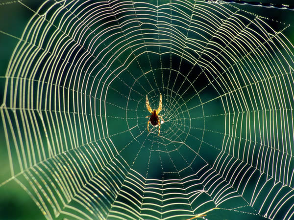 Örümcek Ağındaki Mühendislik