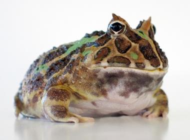Pacman Frog Bakımı