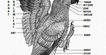 Papağan Anatomisi