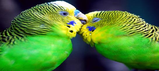 Bir Papağan Türü: Muhabbet Kuşları