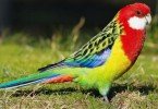 Rosella Papağanı