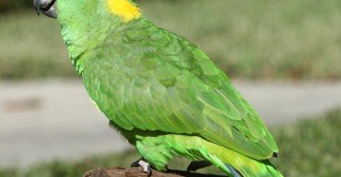 Sarı Alınlı Amazon Papağanı 2