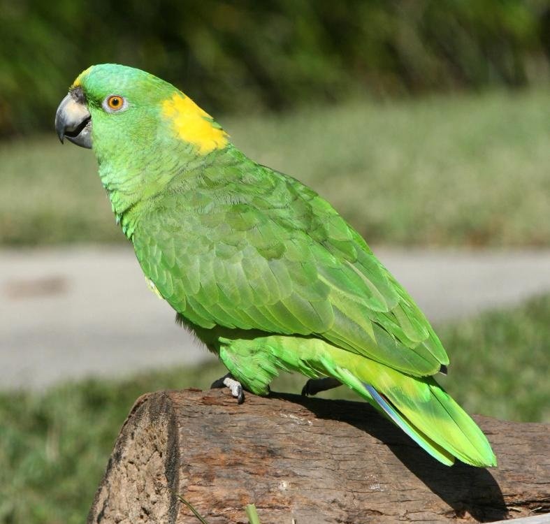 Sarı Alınlı Amazon Papağanı 2
