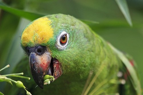 Sarı Alınlı Amazon Papağanı 3