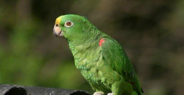 Sarı Alınlı Amazon Papağanı