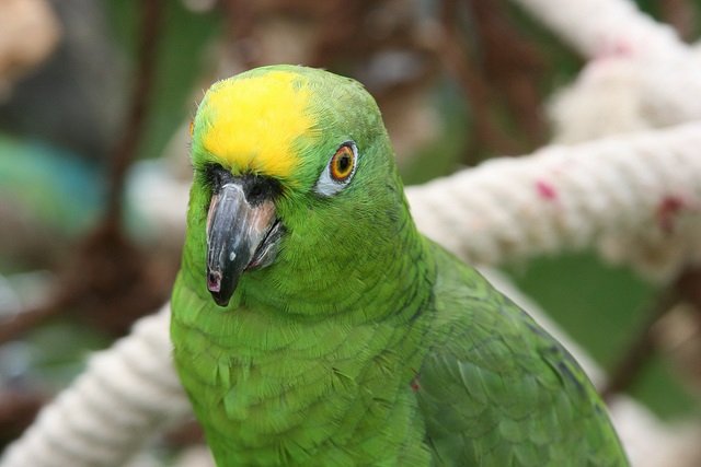 Sarı Alınlı Amazon Papağanı 4