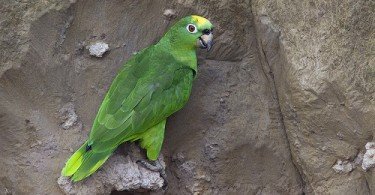 Sarı Alınlı Amazon Papağanı 5