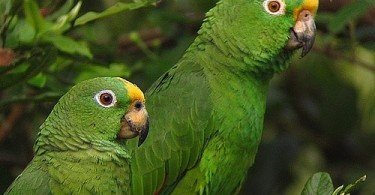 Sarı Alınlı Amazon Papağanı 6