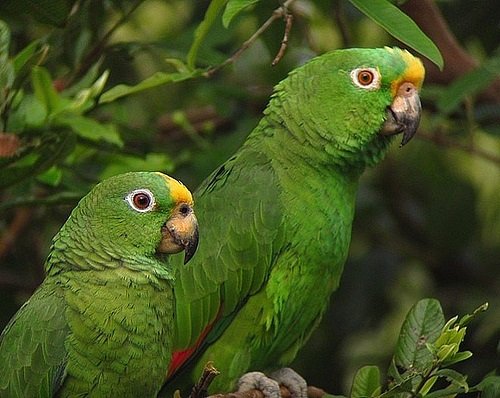 Sarı Alınlı Amazon Papağanı 6