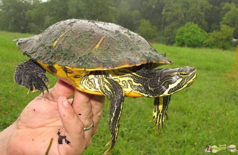 Sarı Karınlı Su Kaplumbağası