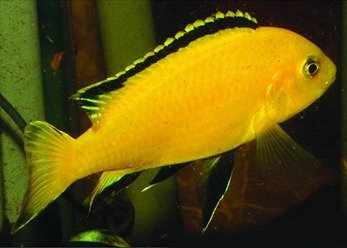 Sarı Prenses Ciklet Balığı