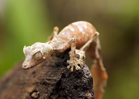 Satanic Leaf-Tail Gecko