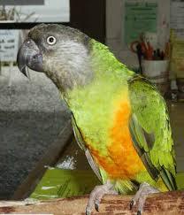 Senegal Papağanı 2