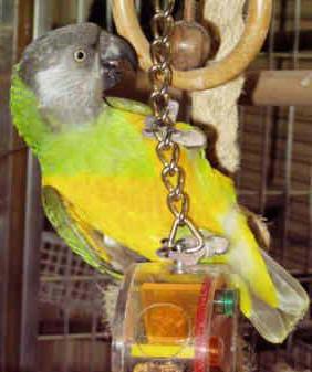 Senegal Papağanı 3