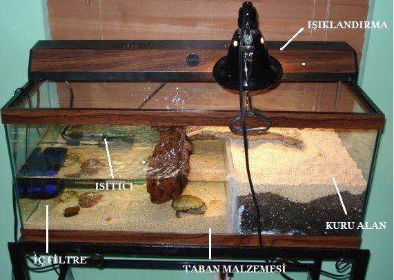 Su Kaplumbağası Akvaryumu Kurulumu