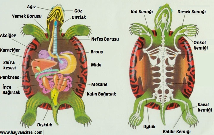Su Kaplumbağası Anatomisi