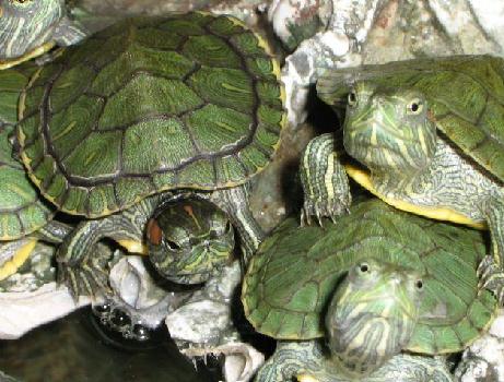 Su Kaplumbağası Bakımı