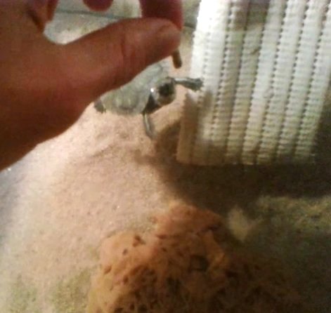 Su Kaplumbağası Beslenmesi