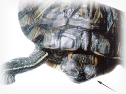 Kaplumbağa'nın gözlerinin kapanması durumunda ne yapılmalıdır?
