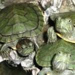 Su Kaplumbağası Hastalıkları