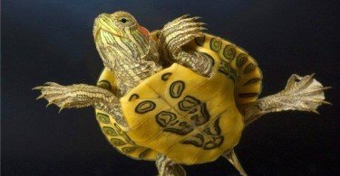 Su Kaplumbağası İsimleri