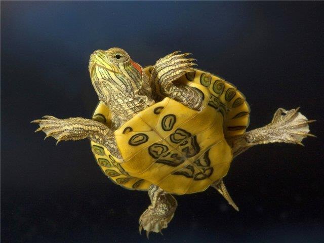 Su Kaplumbağası İsimleri