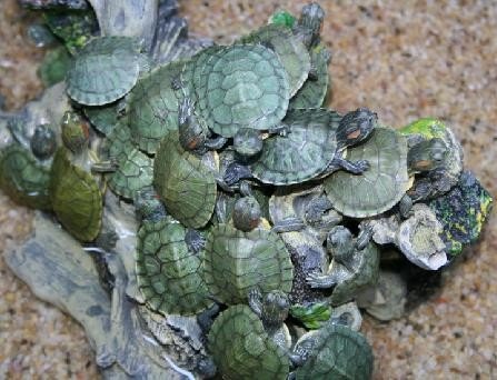 Su Kaplumbağaları, Kısa Kısa