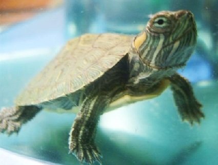 Su Kaplumbağası Yem Seçimi