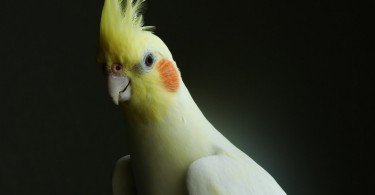 Sultan Papağanı 2