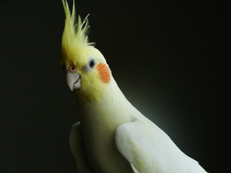 Sultan Papağanı 2