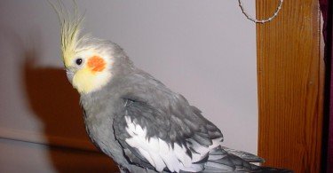 Sultan Papağanı 4