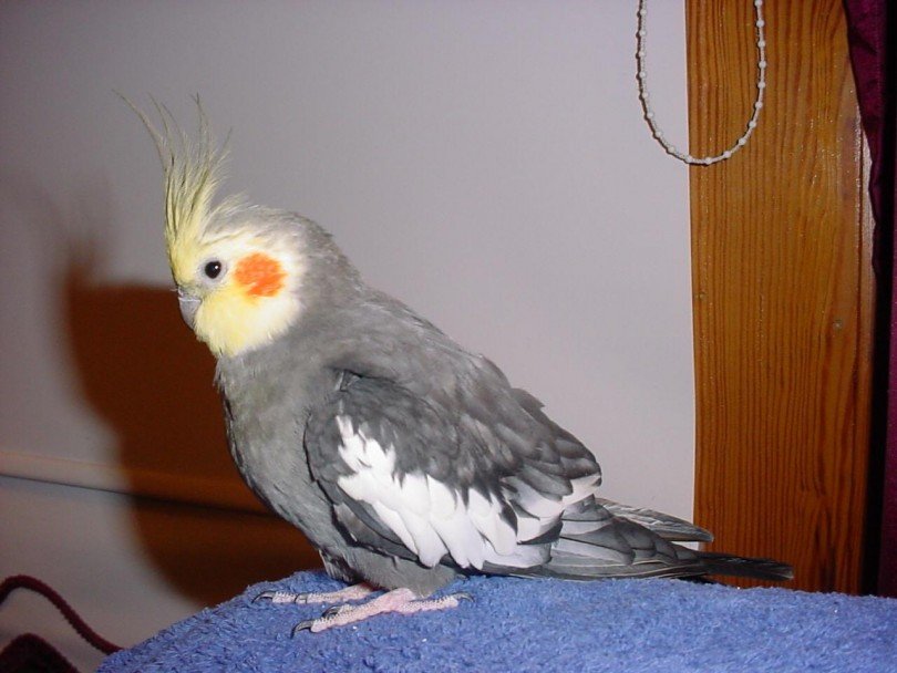 Sultan Papağanı 4