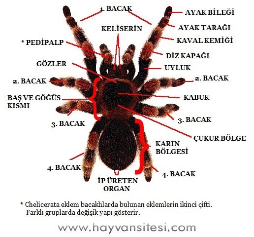 Tarantula'nın Anatomisi