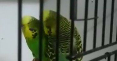 Muhabbet Kuşu Videosu