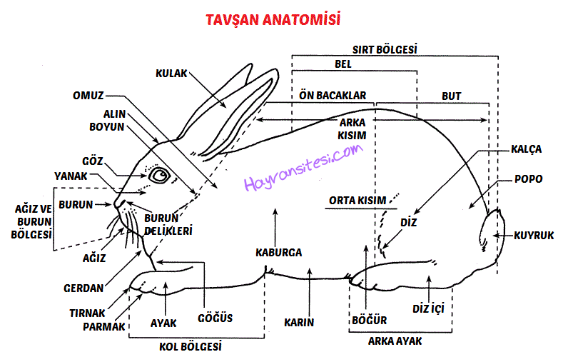 Tavşan Anatomisi