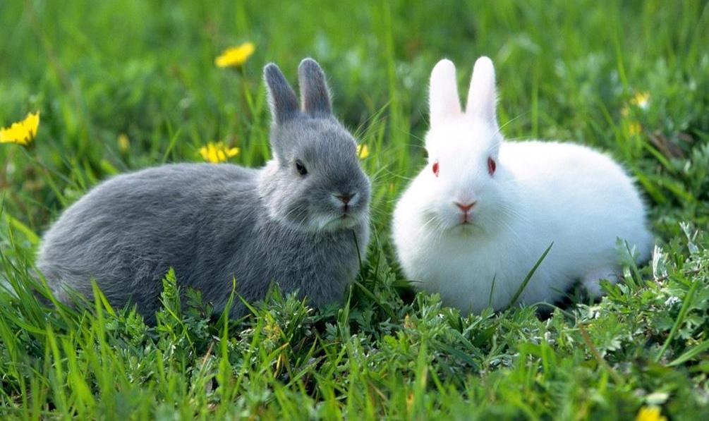 Tavşan Hastalıkları ve Tedavi Yöntemleri