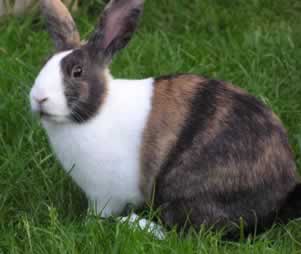 Tavşanlarda Görülebilecek Hastalıklar