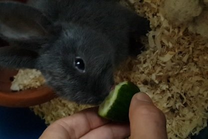 Tavşan Beslenmesi