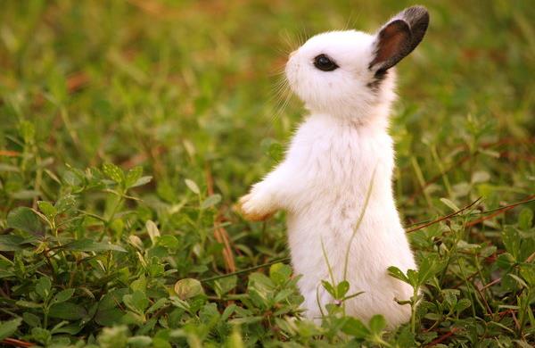 Tavşanlar Hakkında Kısa Kısa