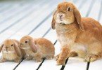 Anne Tavşan ve Yavruları