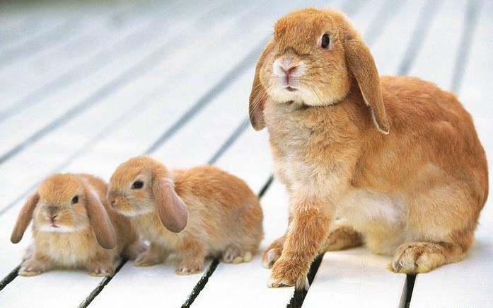 Anne Tavşan ve Yavruları