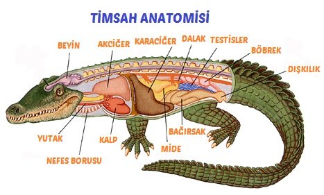 Timsah Anatomisi